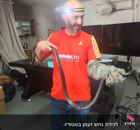 אדם מחזיק נחש עם כפפות מגן